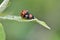 Ladybeetle