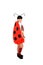 Ladybird