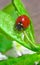 Ladybird