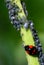 Ladybird