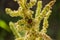 Ladybird On Amaranth Stalk