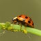 Ladybird attack aphids