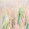 Ladybird in barley fields