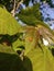 A ladybird basking in the last of the evening sun on a large leaf, Torbay, Torquay, Devon, UK