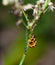 Ladybird beetle