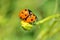 Ladybird beetle