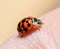 Ladybird beetle on the background of human hand. Ladybug close up.