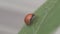 Ladybird beetle cleaning her legs on a leaf