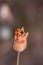 Ladybird beetle on a dried up flower blossom in springtime