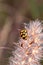 Ladybird beetle on a dried up flower blossom in springtime