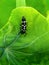 Ladybird beetle nymph