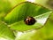 Ladybird beetle on rose leaf 1