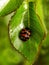 Ladybird beetle on rose leaf 2