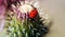 A Ladybird Beetle on a Spiny Thistle