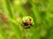 Ladybird Beetle in an unopened flower bud