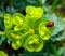 Ladybird beetles eating on a flower blue myrtle spurge, broad-leaved glaucous-spurge (Euphorbia myrsinites