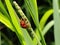 Ladybird beetles or lady beetles