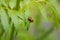 Ladybird beetles mating on green leaf