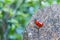 Ladybird beetles mating on the stump
