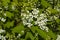 Ladybird on a bird cherry