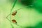 Ladybird on blade of grass