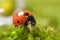 Ladybird on chamomile flowers