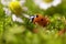 Ladybird on chamomile flowers