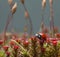 Ladybird climb on red blossom moss