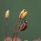 Ladybird climbed on Haircap moss seta