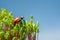 Ladybird climbed on Pohlia moss top