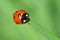 Ladybird climbing along blade of grass