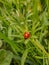 A Ladybird Climbing on a Green Plant