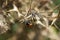 Ladybird Climbing a Thistle Close Up