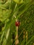 Ladybird Climbing Up Grass in a Meadow