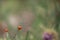 Ladybird Climbing Up Plant Stem
