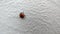 Ladybird climbing white rough wall