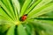 Ladybird close up on a green leaf