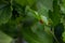Ladybird close up. Ladybug on  green leaf.