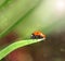 Ladybird closeup on a leaf