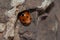 Ladybird Coccinella algerica hidden under a rock.