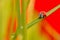 Ladybird Coccinella septempunctata seven-spot, beetle walking on the a blade of grass, as background