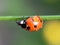 Ladybird coccinella septempunctata on wet straw