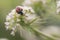 Ladybird, Coccinella septempunctata on white flowers