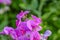 A ladybird Coccinellidae crawling on the pink flowers of a vetch