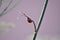 Ladybird (Coccinellidae) on a Dark-leaved Fennel