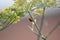 Ladybird (Coccinellidae) on a Dark-leaved Fennel