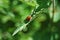 Ladybird (Coccinellidae) on a leaf