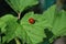 Ladybird (Coccinellidae) on a leaf