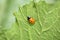 Ladybird (Coccinellidae) on a leaf