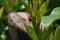 Ladybird (Coccinellidae) on a leaf of a cherry laurel